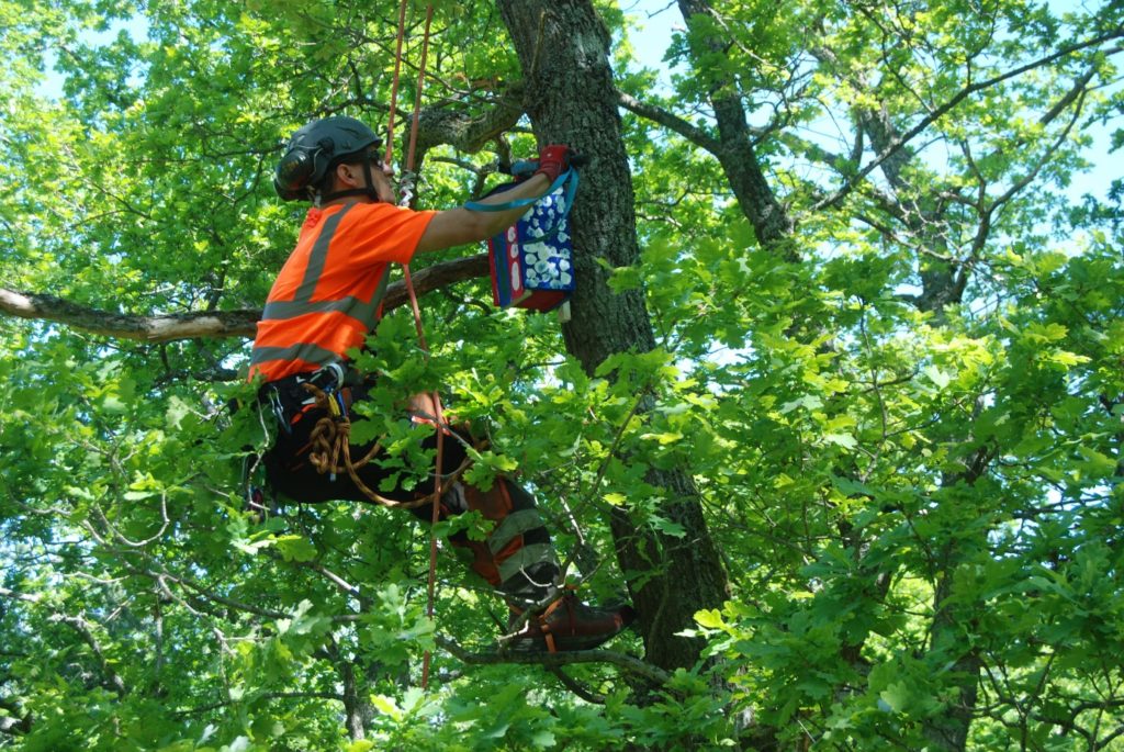 Arborist