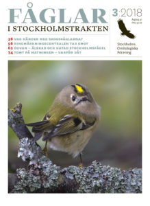 Omslaget av Fåglar i Stockholm nr 3 2018